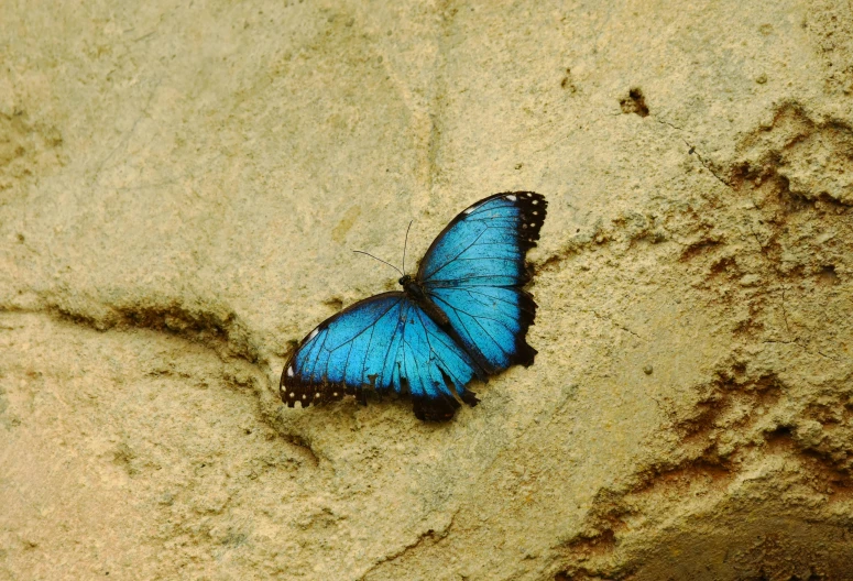 a blue erfly sitting on a beach in the sand