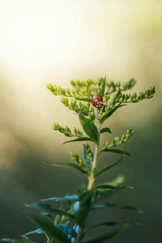 small red ladybug resting on a leaf outside