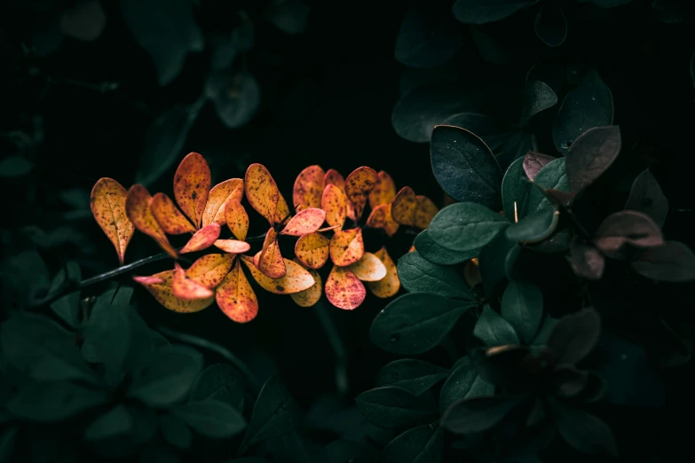 some very pretty orange flowers with green leaves