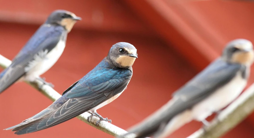 a couple of birds are perched on a fence