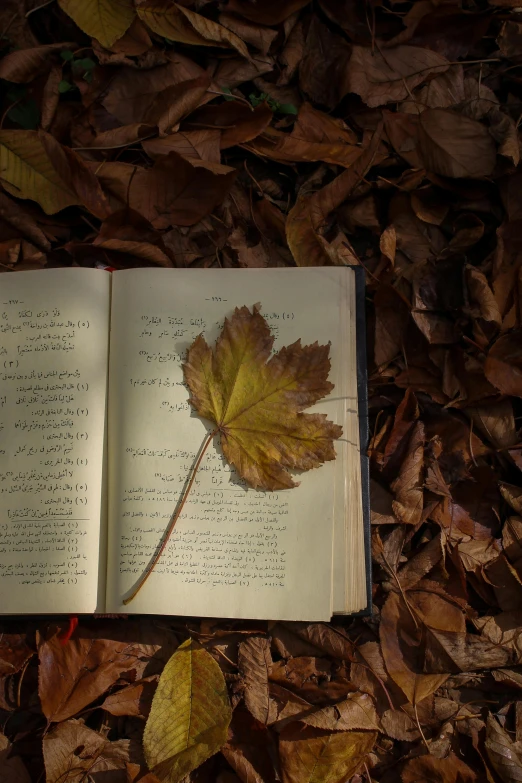 a book opened to the page with a leaf resting on it