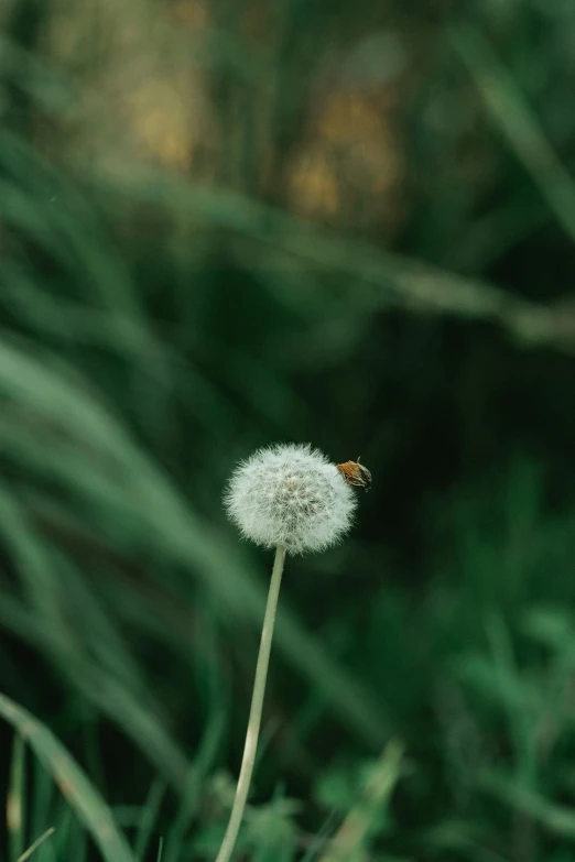 a single dandelion on the field, with green foliage in the background