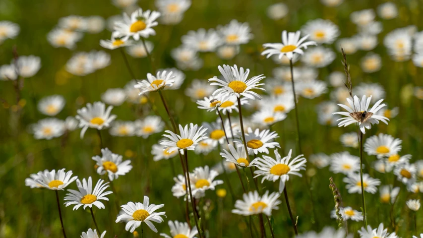 white flowers and green grass and insects