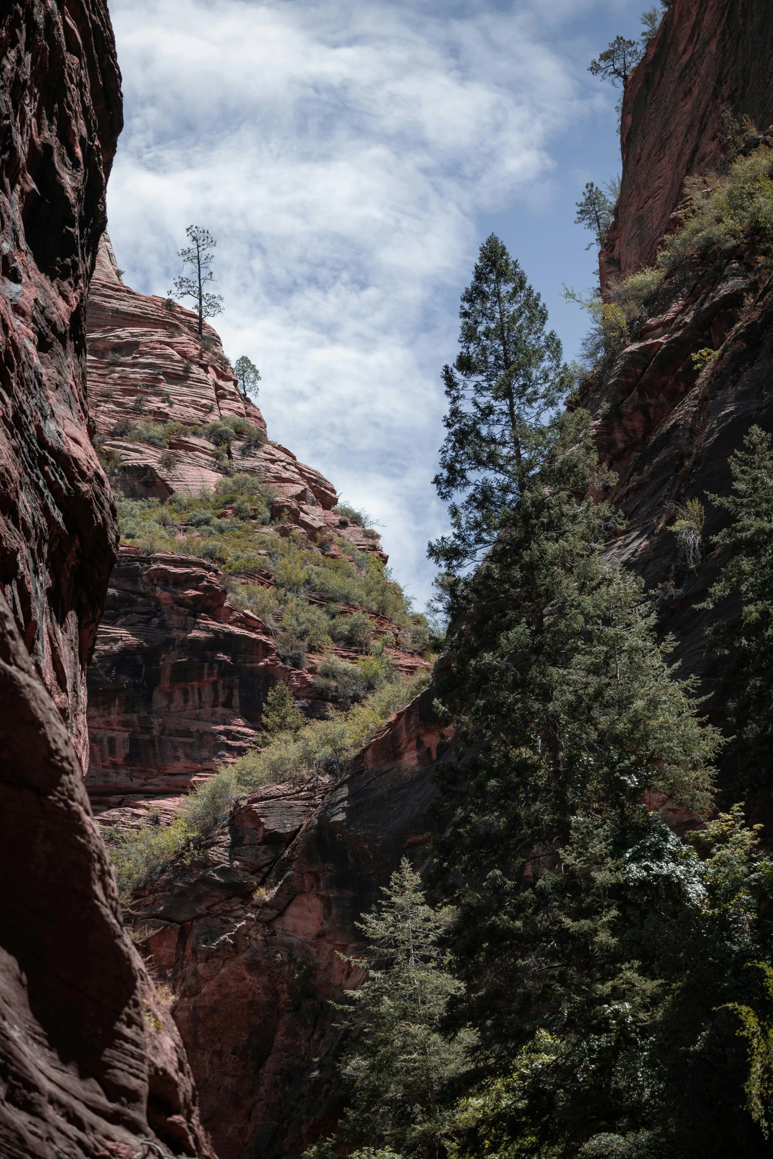 a rocky cliff with trees on the side of it