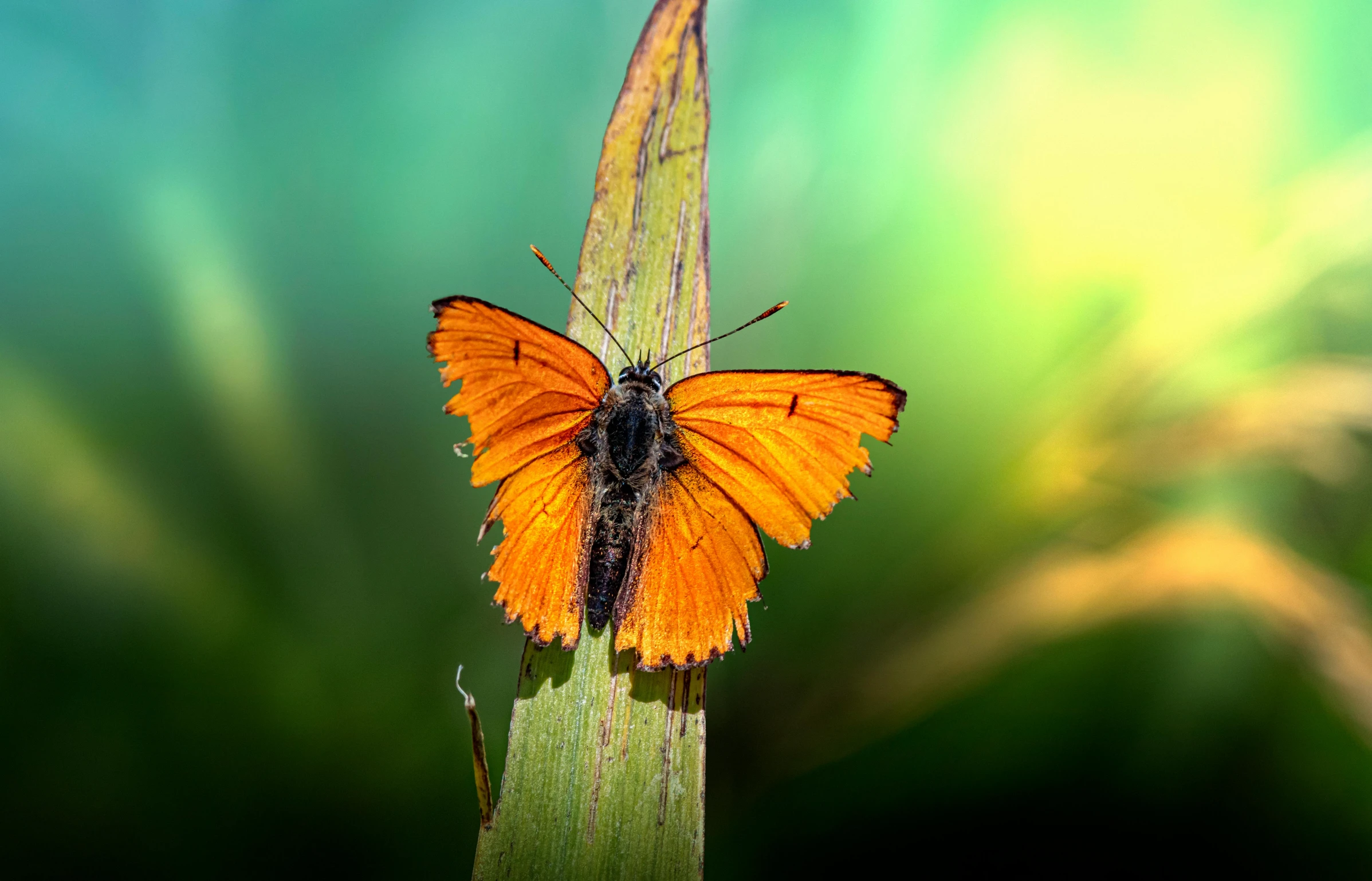 an orange erfly is perched on a blade