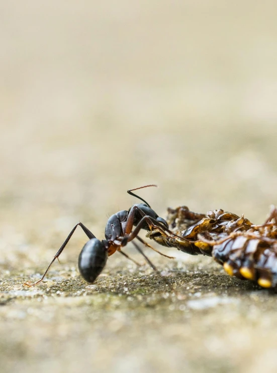 a couple of ant antelopes are standing on a floor