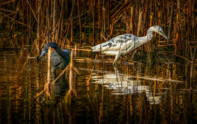 a bird with a blue beak near another bird with its head down