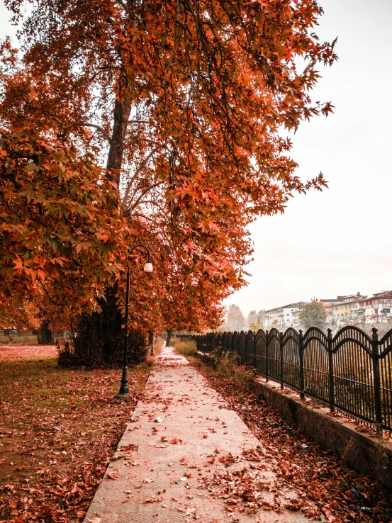 a sidewalk that has fallen leaves on it