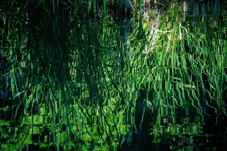 an image of the green color of water