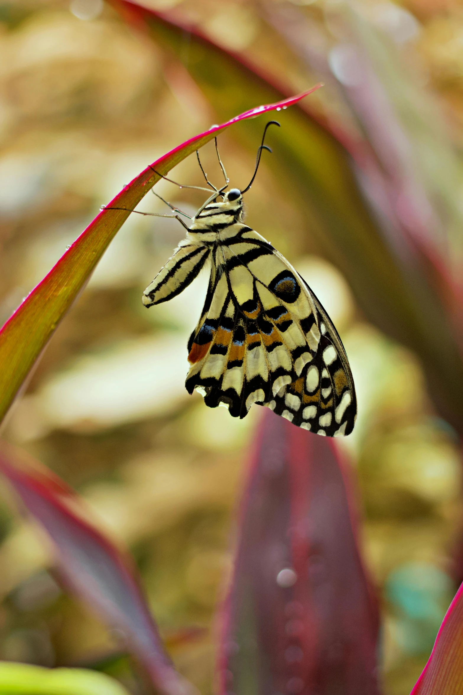 an orange and black erfly resting on the red flowers