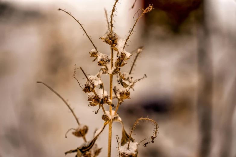 the flowers have very little flowers around them