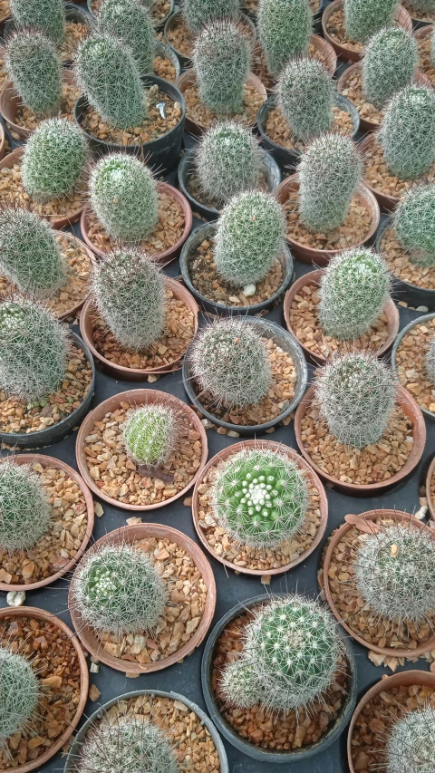 rows of potted green plants in clay bowls