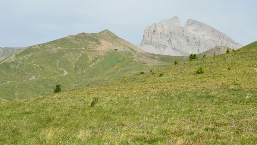 sheep grazing on a green hillside in the mountains