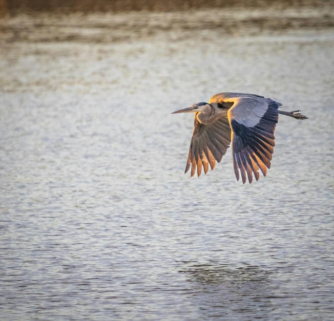 bird flying low over a body of water