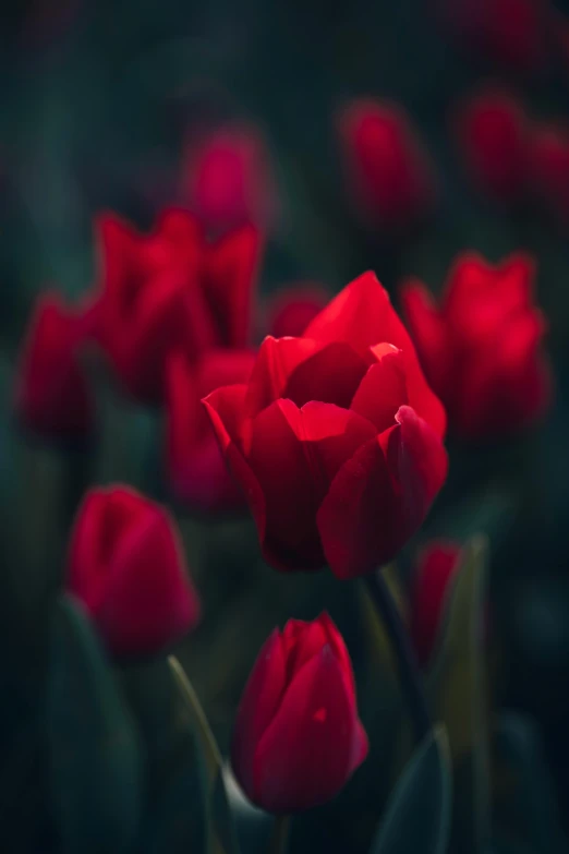 red flowers in full bloom, with green stems