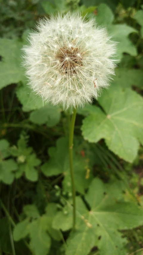 a dandelion on top of some grass near leaves