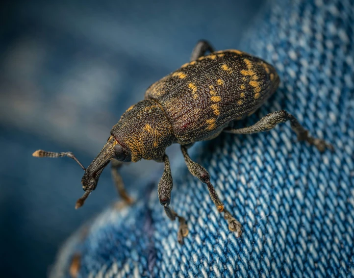 small bug sitting on someone's jean pocket