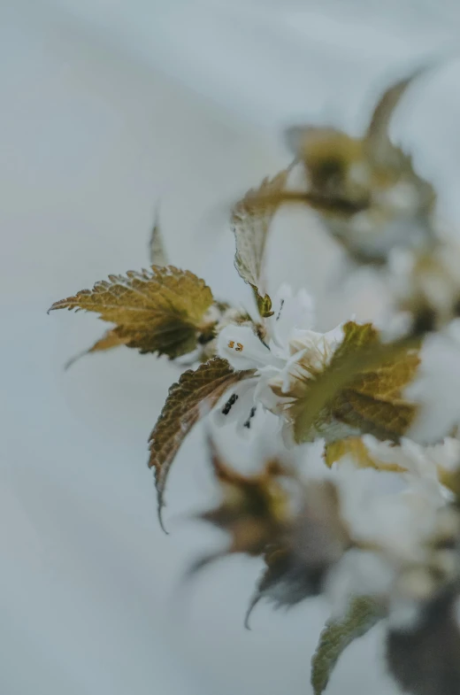 some white flowers and leaves against a grey sky