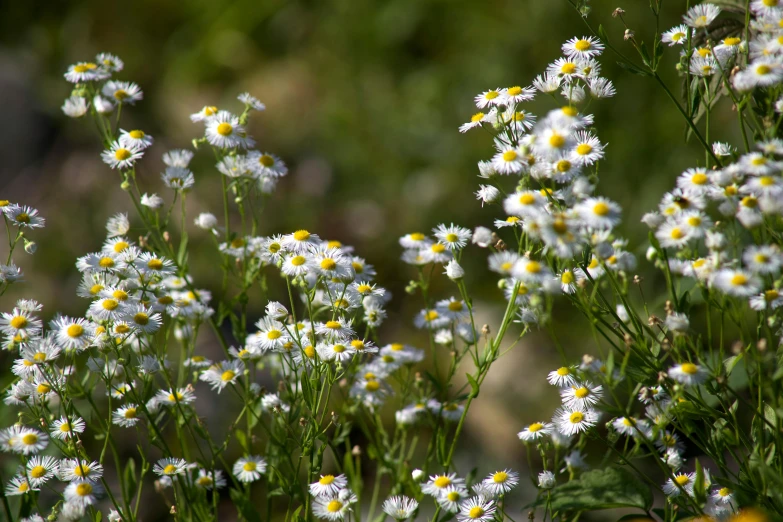 several white daisies and yellow centers in a field