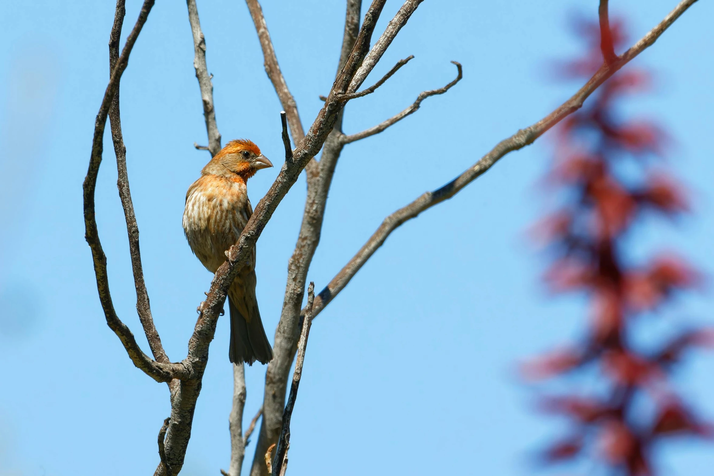 a bird sits in the nch of a tree