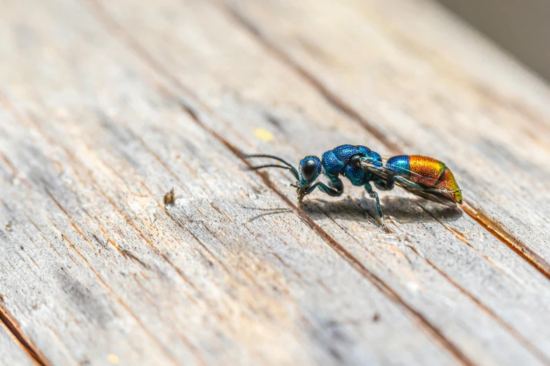 there is a small blue fly with red, yellow and green on it