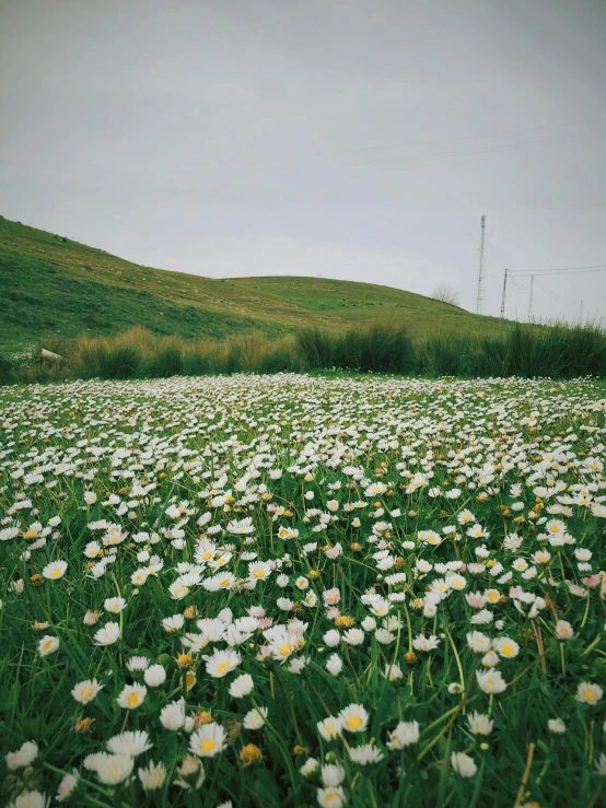 there are a lot of small flowers in the grass