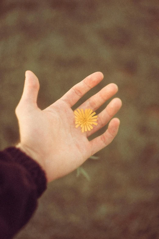 a hand with a small flower in it, close up