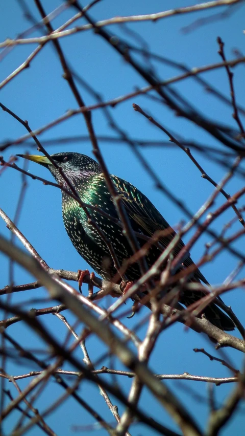 a bird sits on a nch with nches in the background