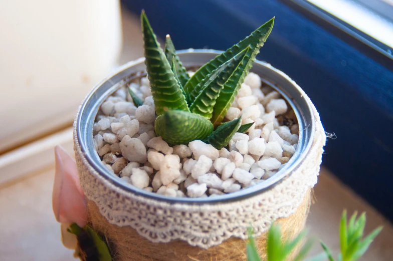 small succulent in a planter sitting on a table