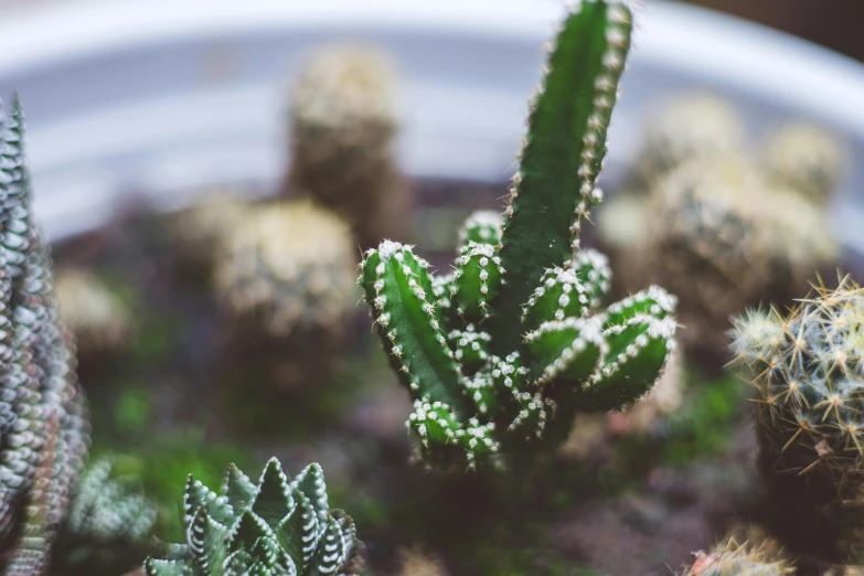 the cactus is growing in the white pot