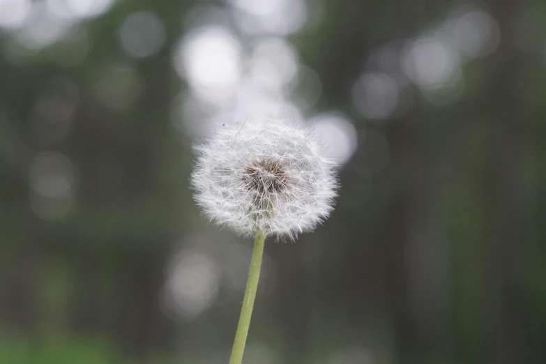 close up s of a dandelion, with the stems beginning to seed