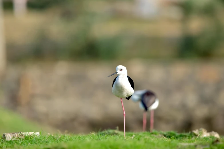 two seagulls standing in the grass looking to each other