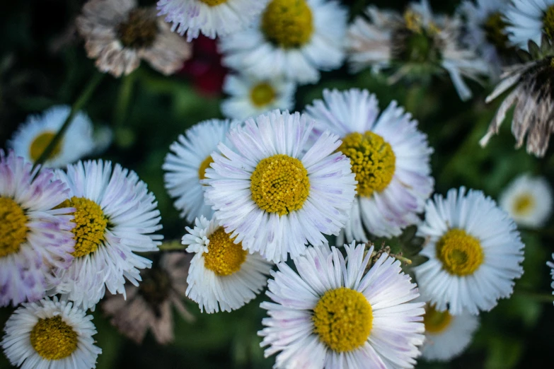 several daisies are growing next to each other