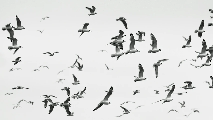 a flock of birds are flying overhead in the sky