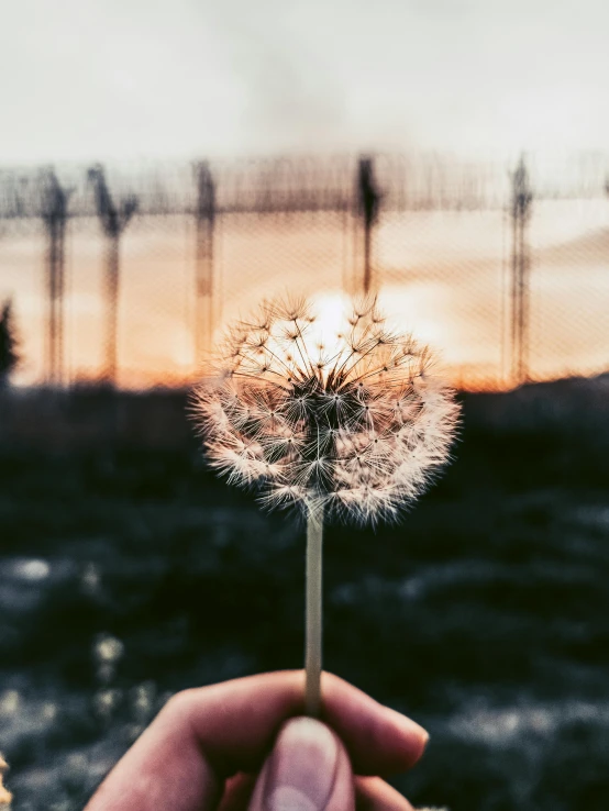 someone holding their hand up and there is a dandelion