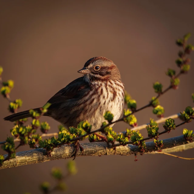 small bird sitting on nch with little green leaves