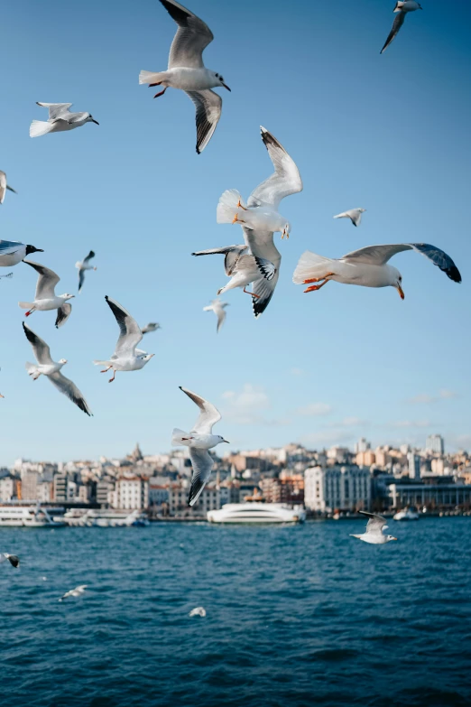 a bunch of birds that are flying in the air