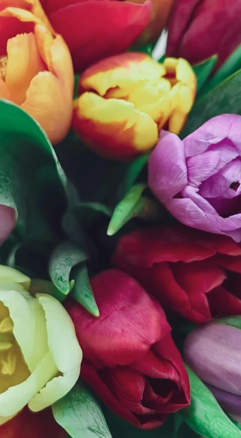 a close - up of multicolored tulips with leaves