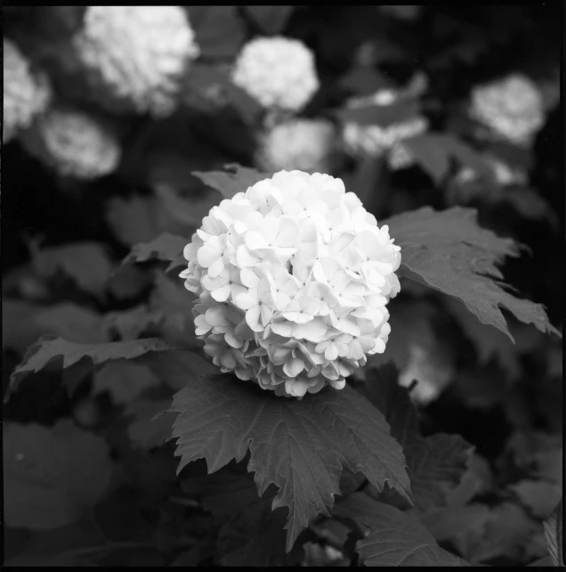 black and white pograph of some flowers with leaves