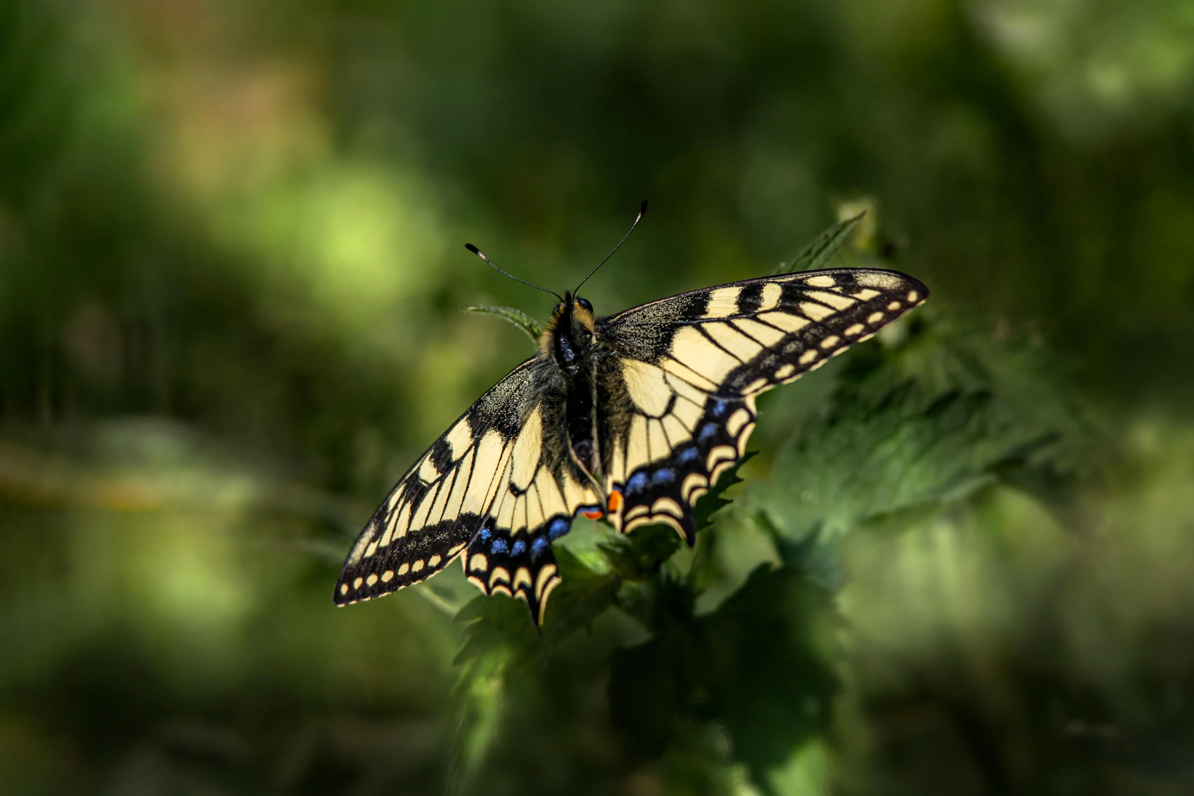 two erflies on the tip of some leaves