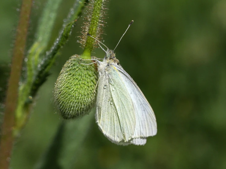 a white erfly with very long legs is perched on a green leaf