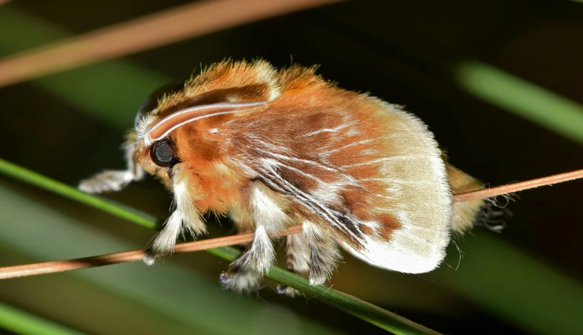 a bee sitting on a nch with long needles