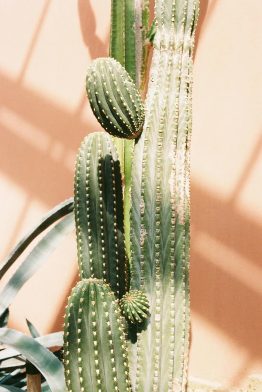 a close up of a plant with many buds