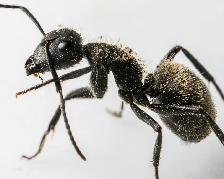 a couple of large black ants next to each other