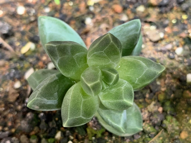 a close up s of a green plant growing in dirt