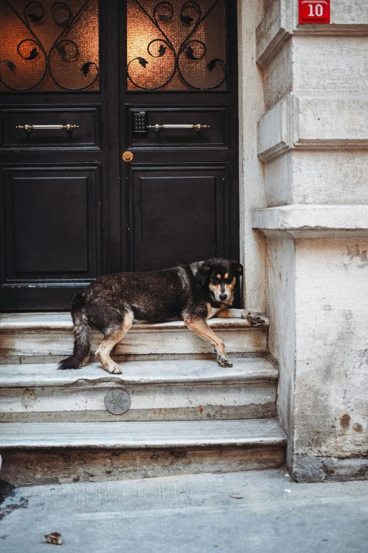 a dog laying on steps in front of a door
