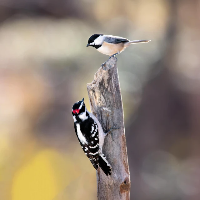 two birds perched on a post outside