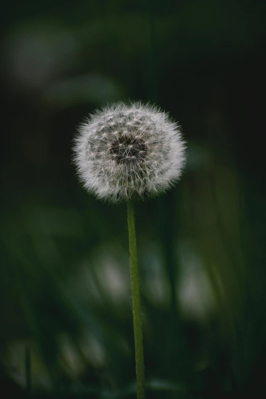 a single dandelion in the middle of a field