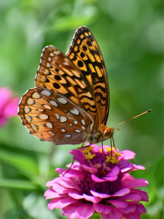 a erfly sitting on top of a purple flower