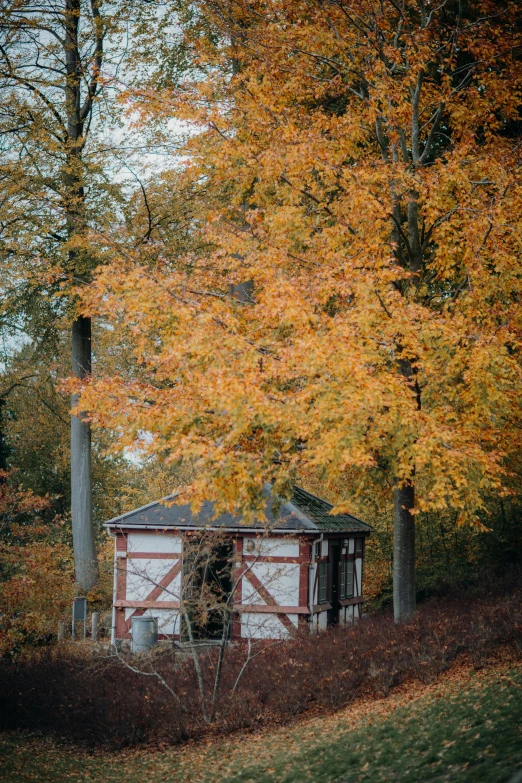 small shed in field near trees with lots of leaves